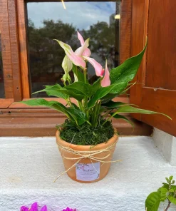 Anturio Naturelle Rose