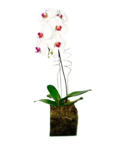 Orquídea Branca Cascata No Cachepô