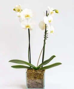 Orquídea Duas Hastes Branca No Cachepô