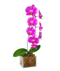Orquídea Rosa Cascata No Cachepô